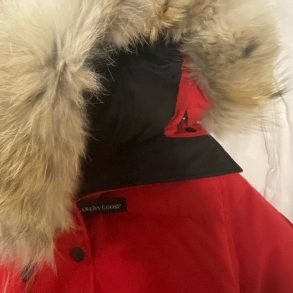 Rare, Authentic Canada Goose